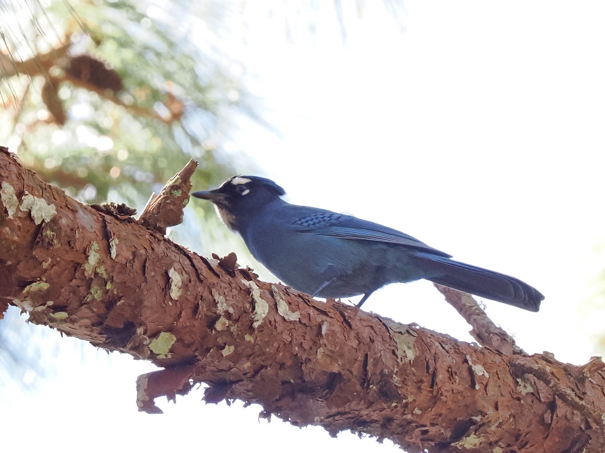 Steller's Jay - ML645759374