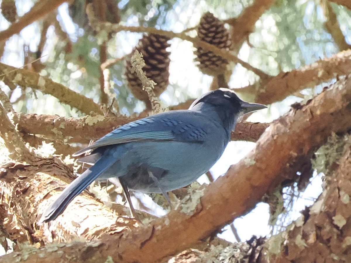 Steller's Jay - ML645759375