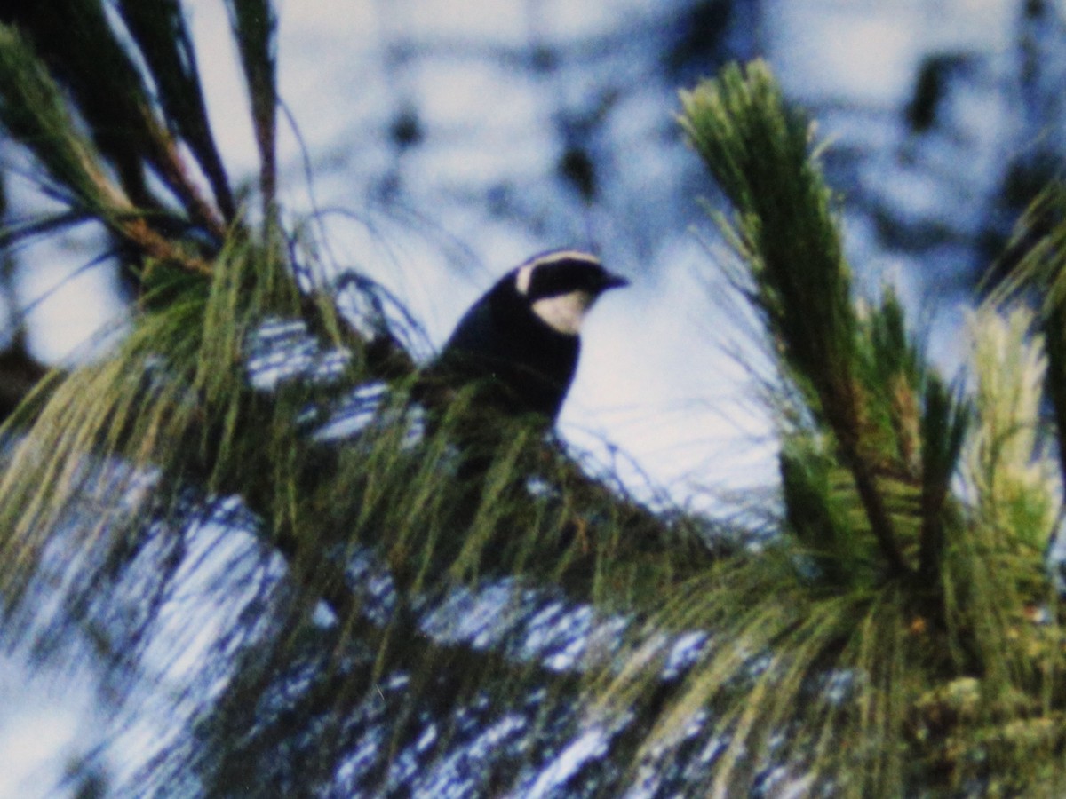 White-throated Jay - ML645759385