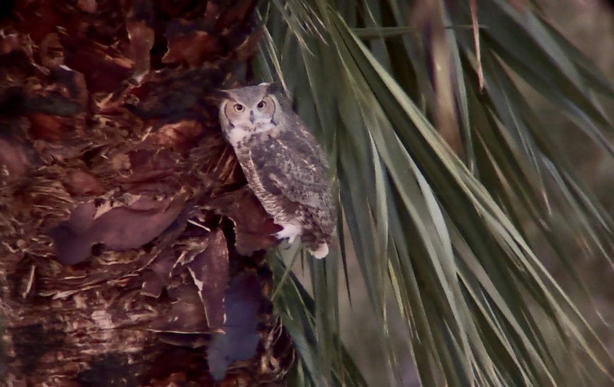 Great Horned Owl - ML645759386