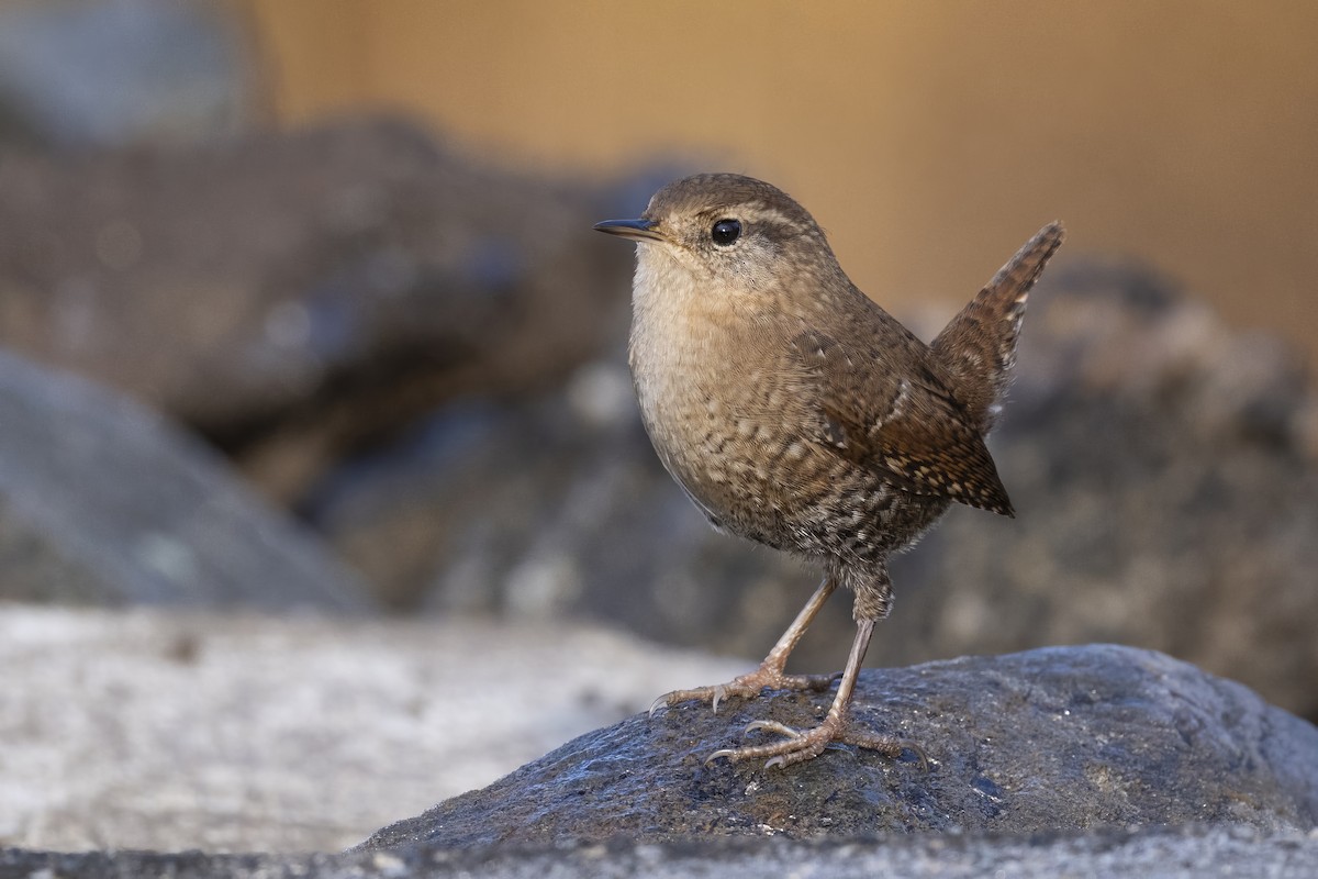 Winter Wren - ML645759393
