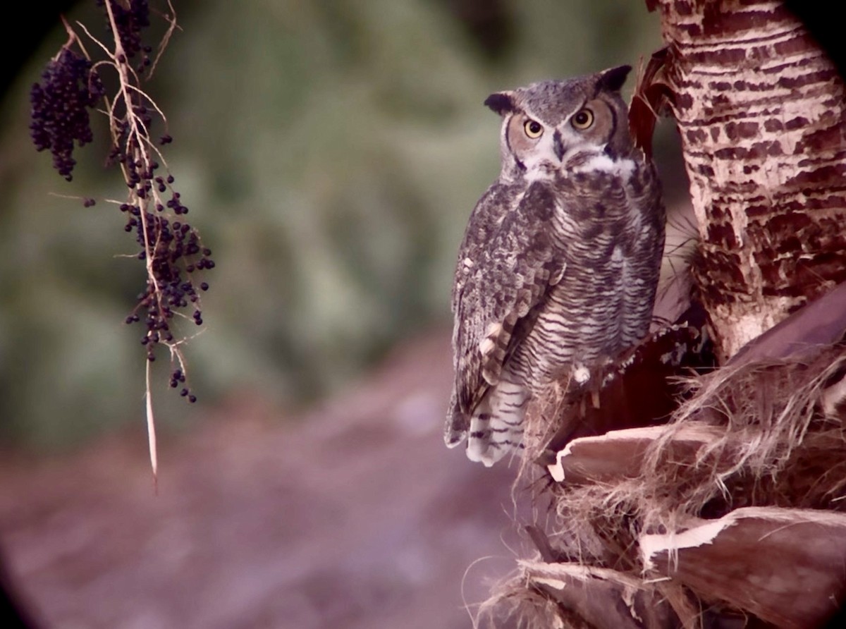 Great Horned Owl - ML645759394