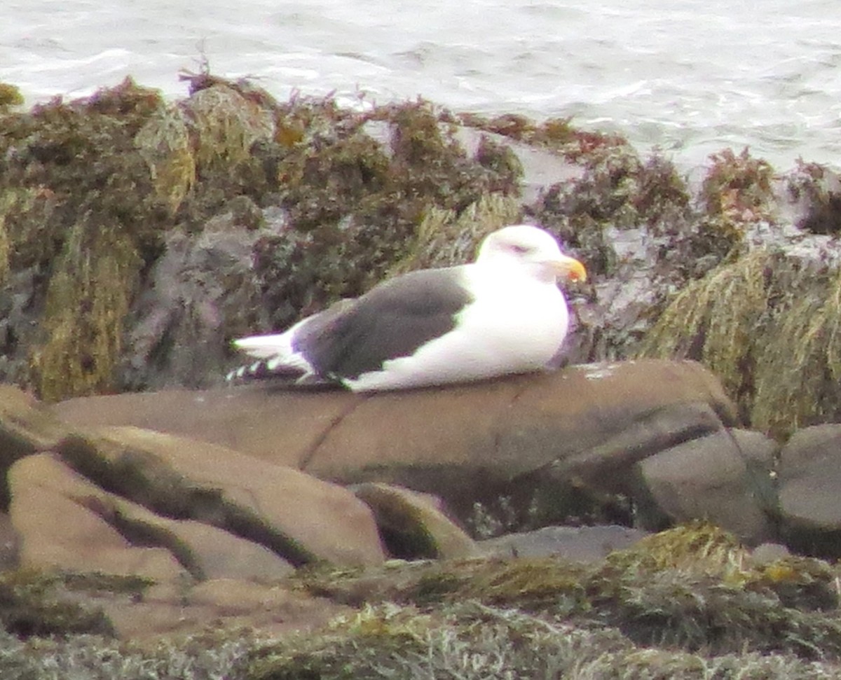 Gavión Atlántico - ML645759399