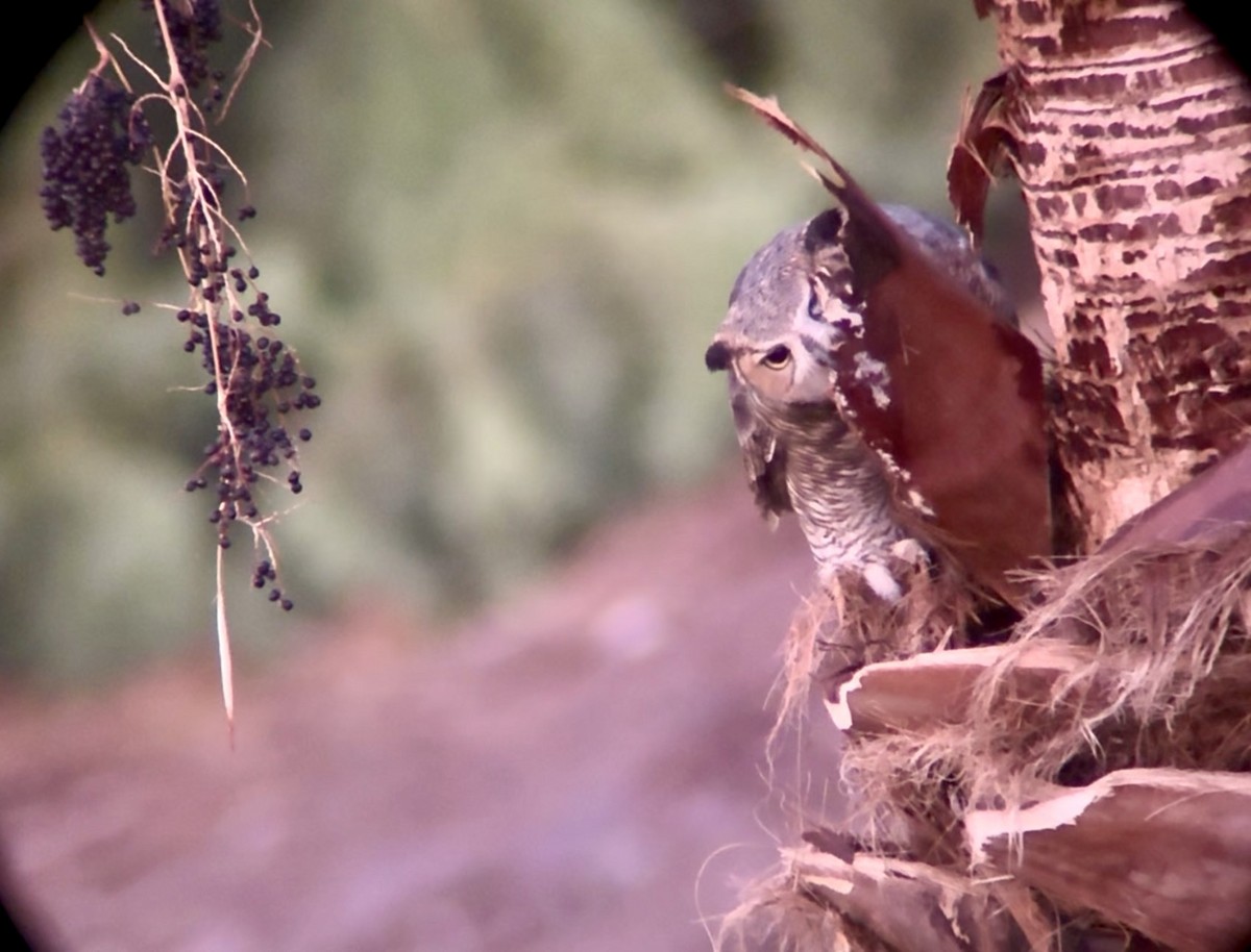 Great Horned Owl - ML645759402