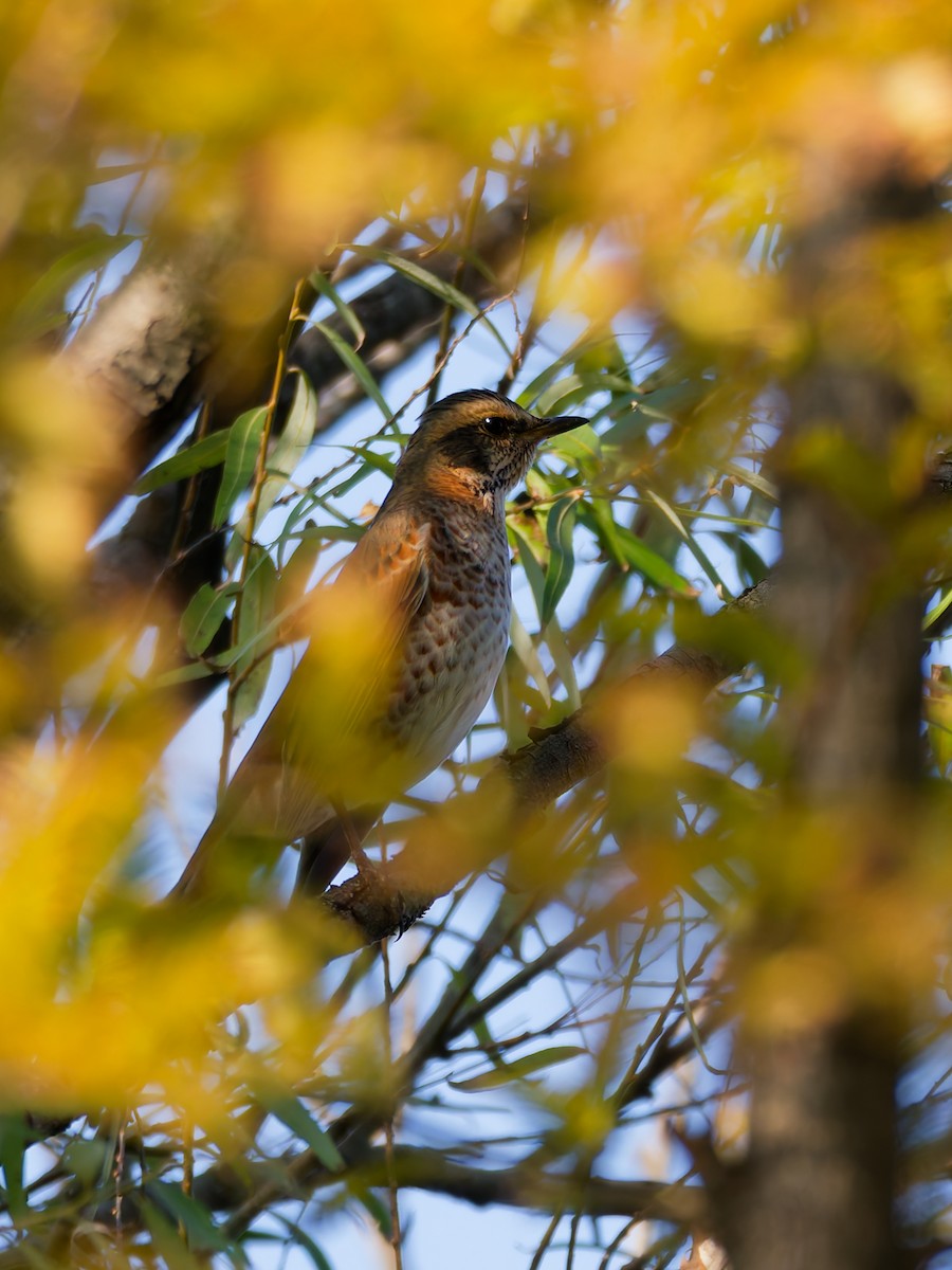 Naumann's Thrush - ML645759403