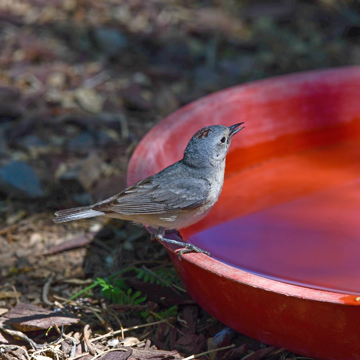 Paruline de Lucy - ML645759410