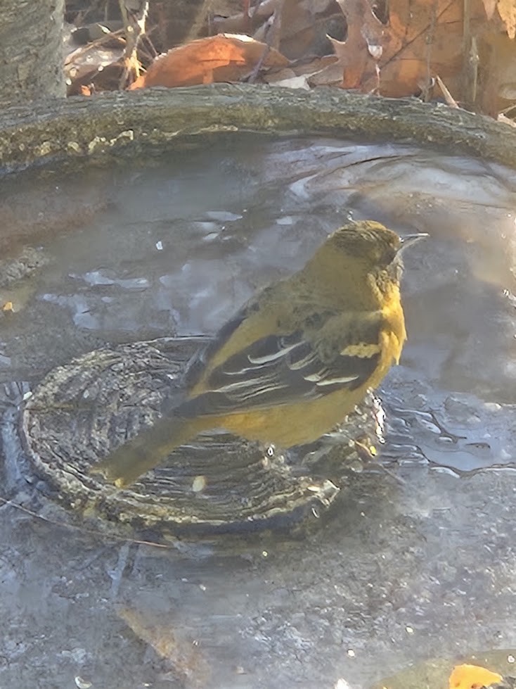 lundtrupial - ML645759414