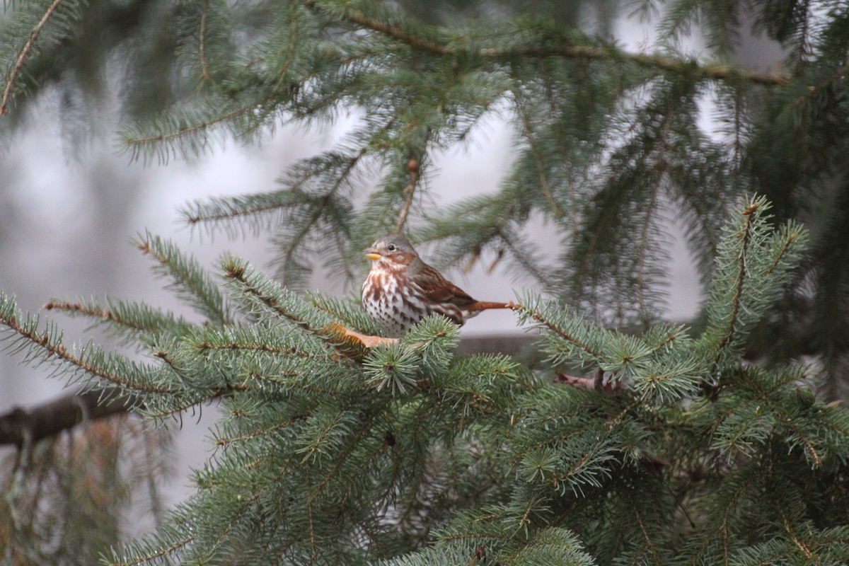 Fox Sparrow - ML645759415