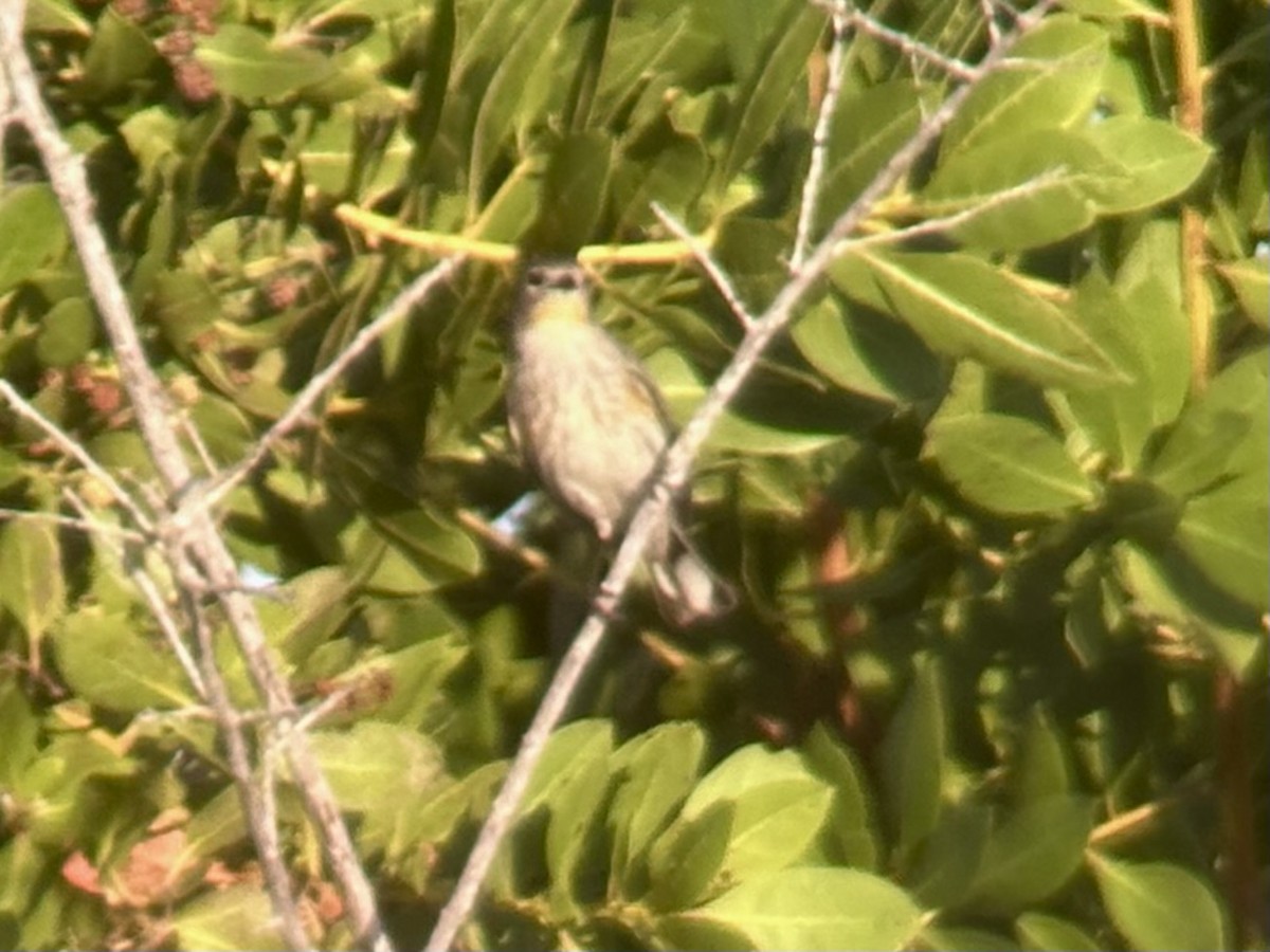Yellow-rumped Warbler (Audubon's) - ML645759416