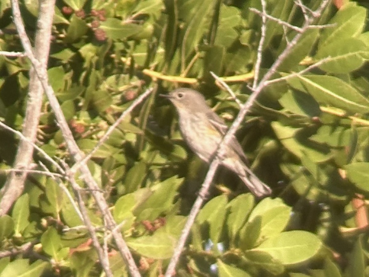 Yellow-rumped Warbler (Audubon's) - ML645759417