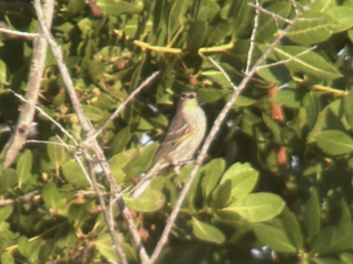Yellow-rumped Warbler (Audubon's) - ML645759418