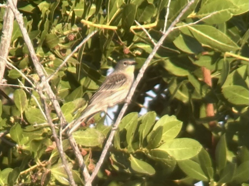 Yellow-rumped Warbler (Audubon's) - ML645759419