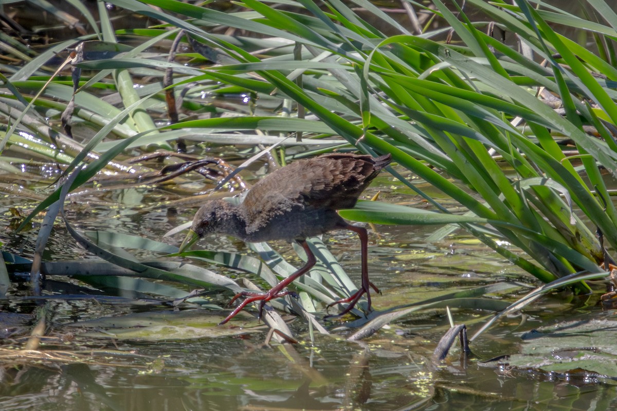 Black Crake - ML645759420