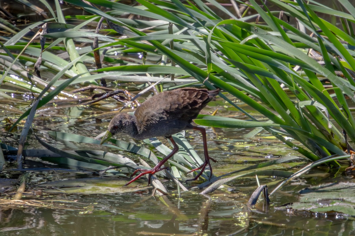 Black Crake - ML645759421