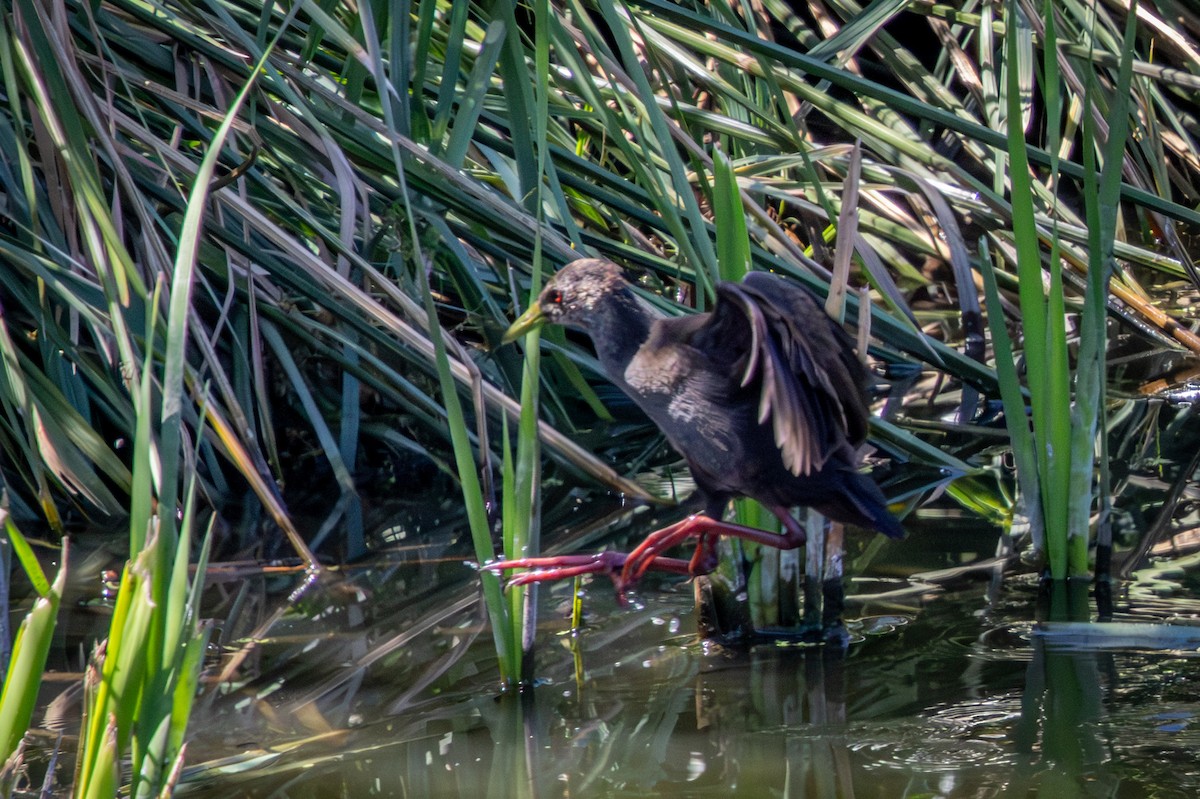 Black Crake - ML645759422