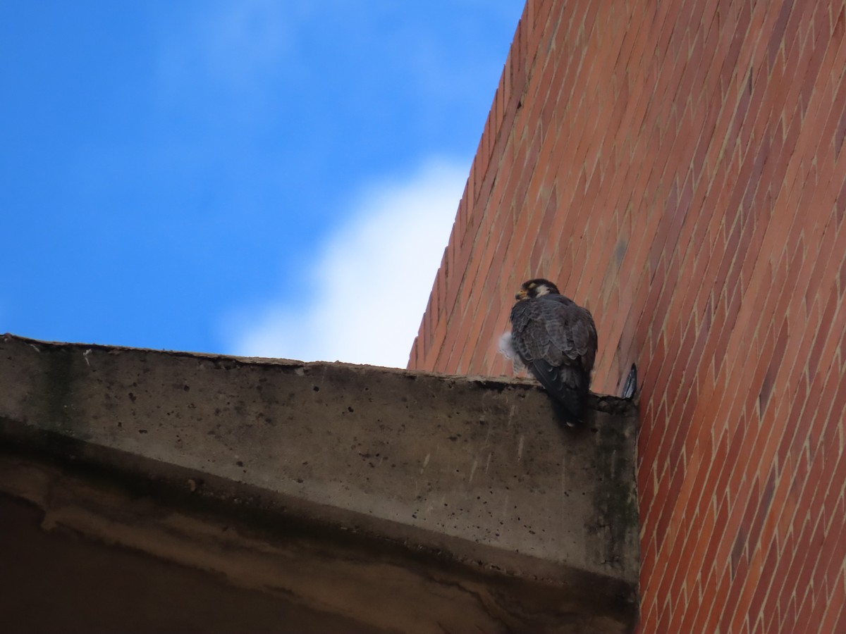 Peregrine Falcon - ML645759423