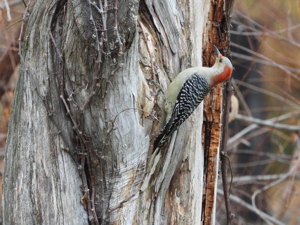 Carpintero de Carolina - ML645759424