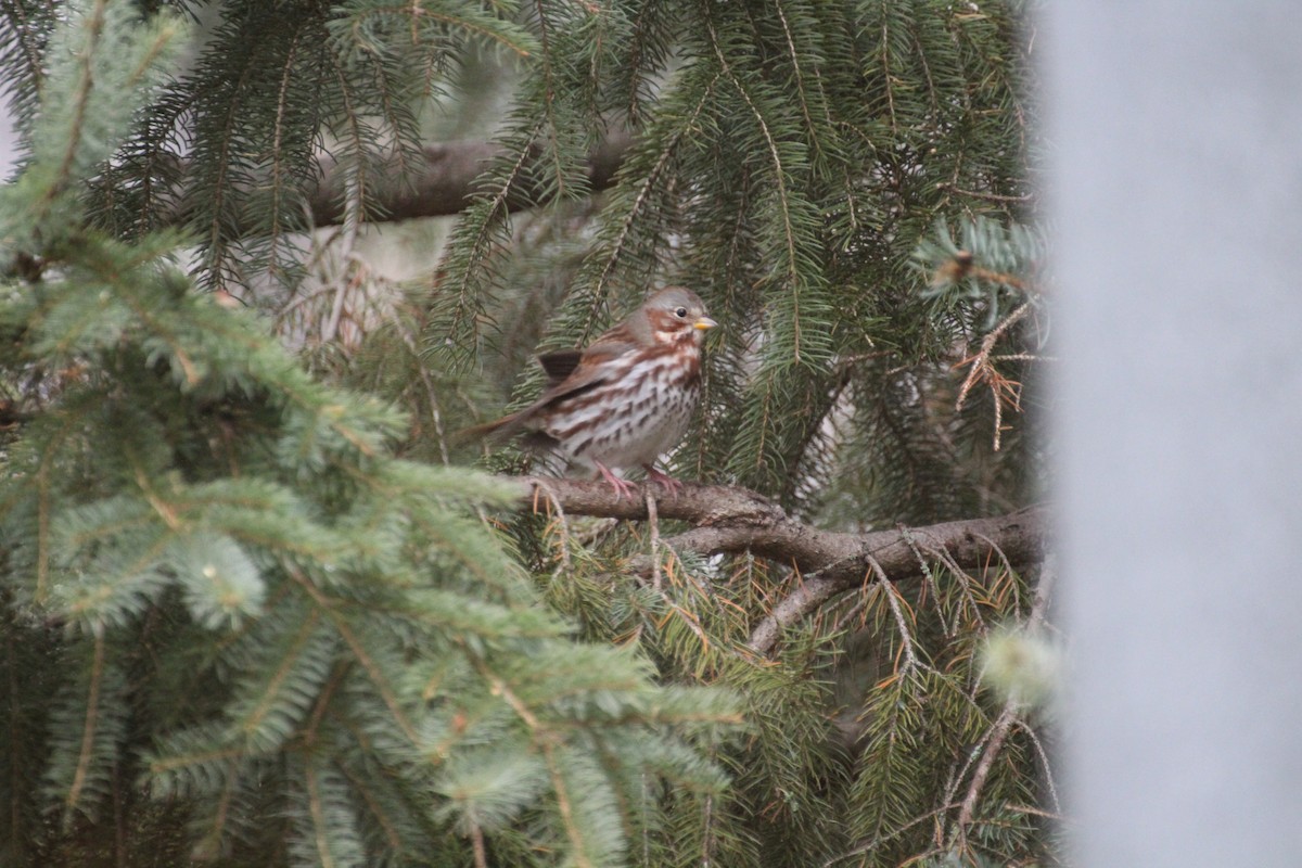 Fox Sparrow - ML645759425