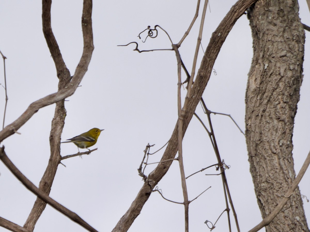 Pine Warbler - ML645759427