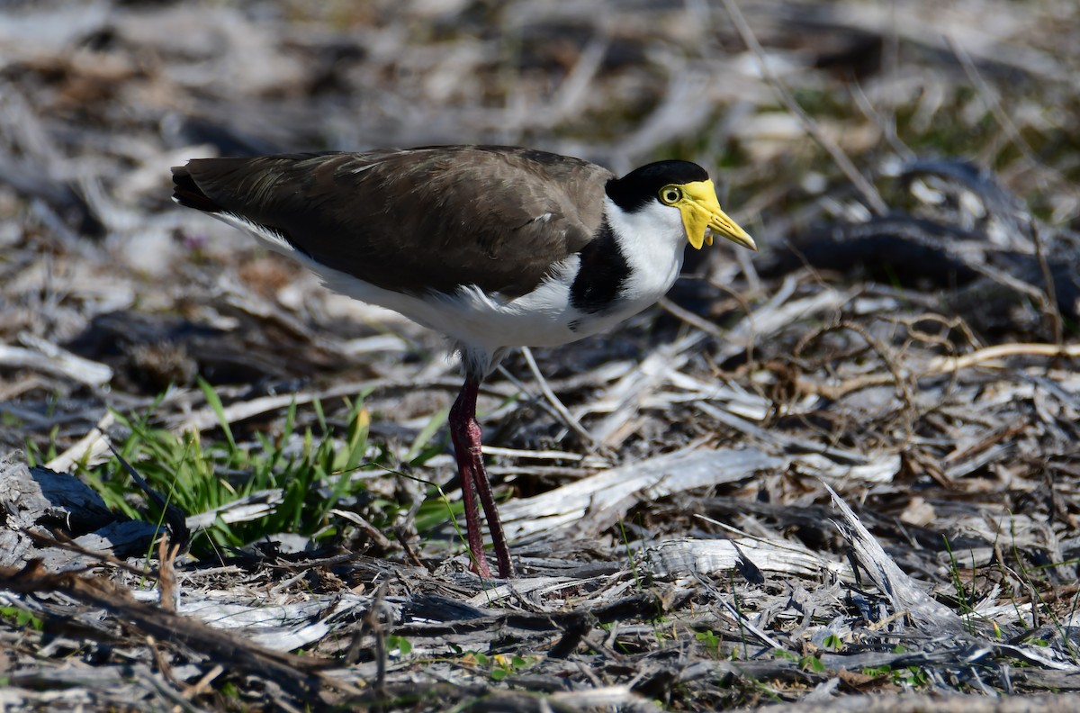 Hegabera maskaraduna - ML645759435