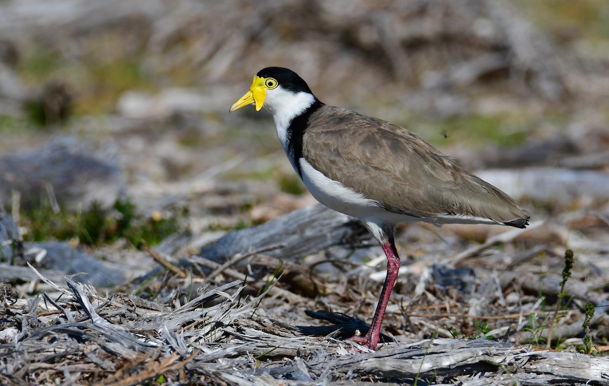 Hegabera maskaraduna - ML645759436