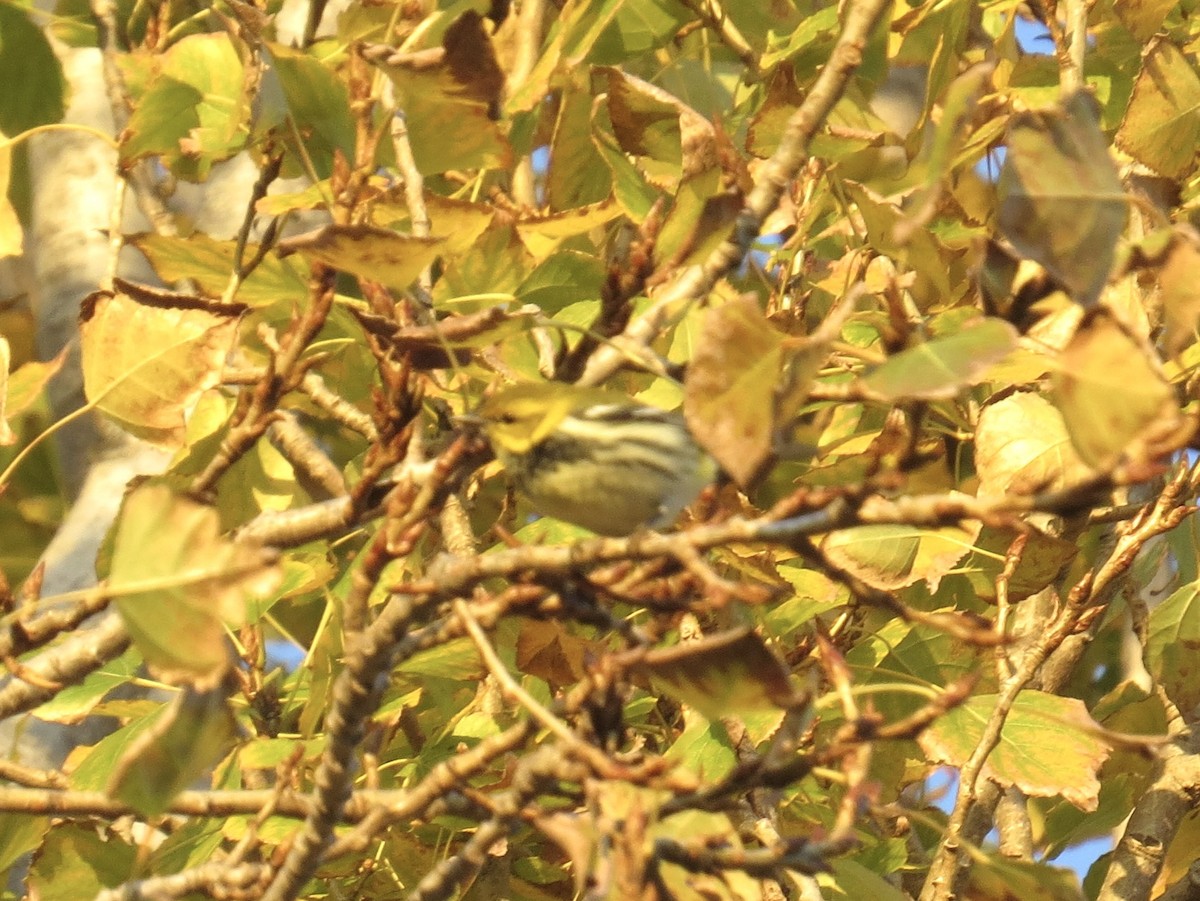 Black-throated Green Warbler - ML645759453