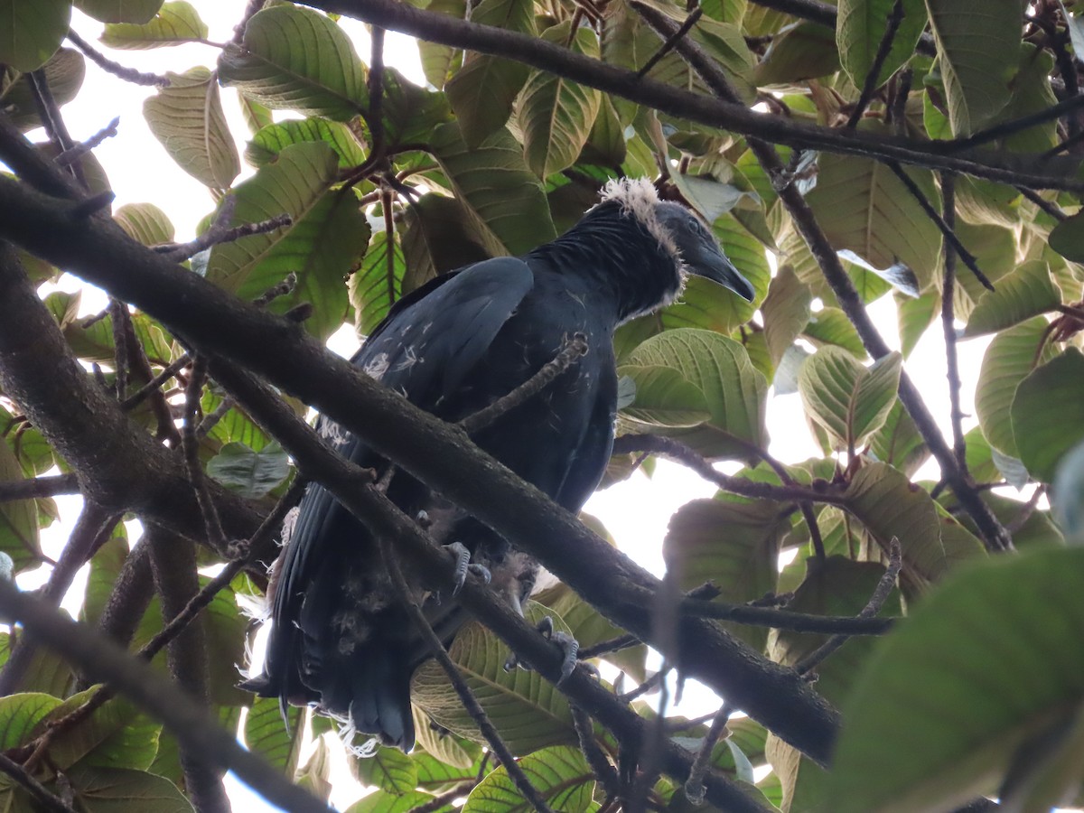 Катарта чорна - ML645759464