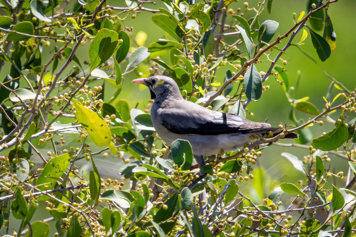 Wattled Starling - ML645759466