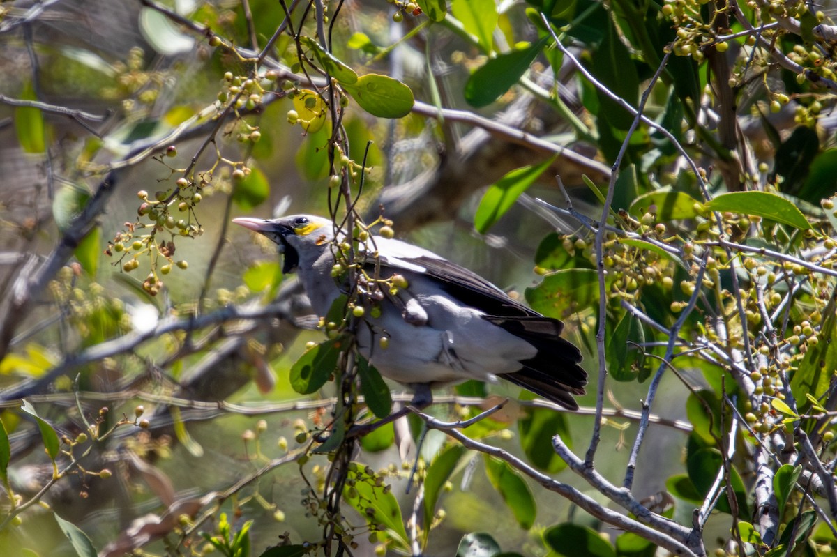 Wattled Starling - ML645759467