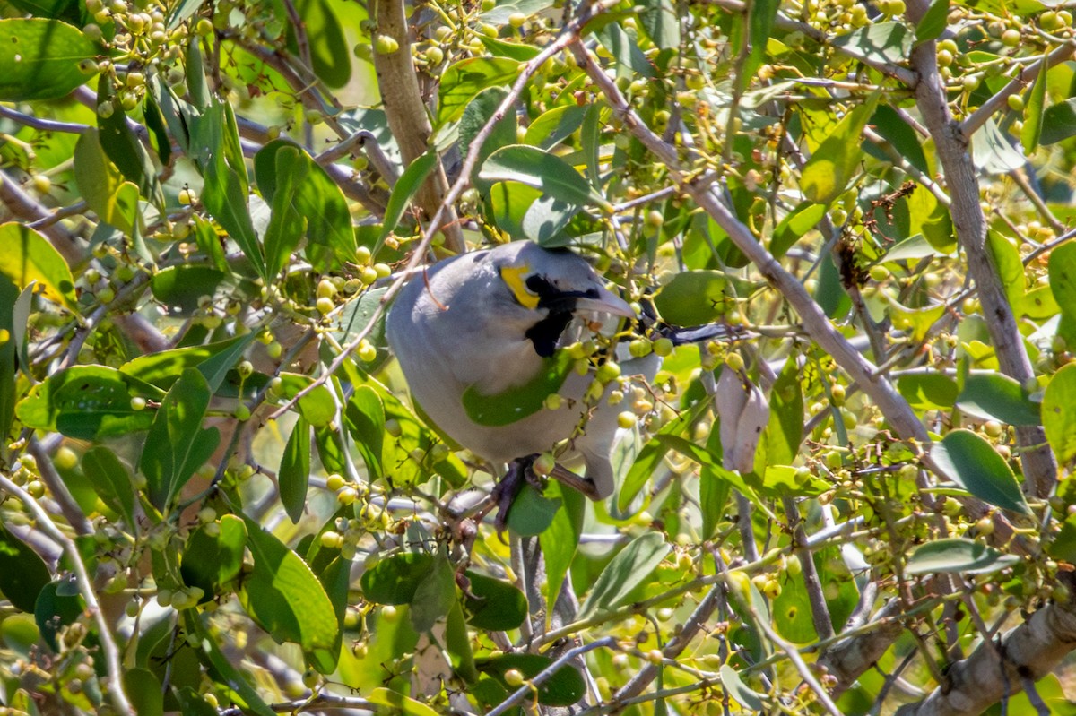 Wattled Starling - ML645759468