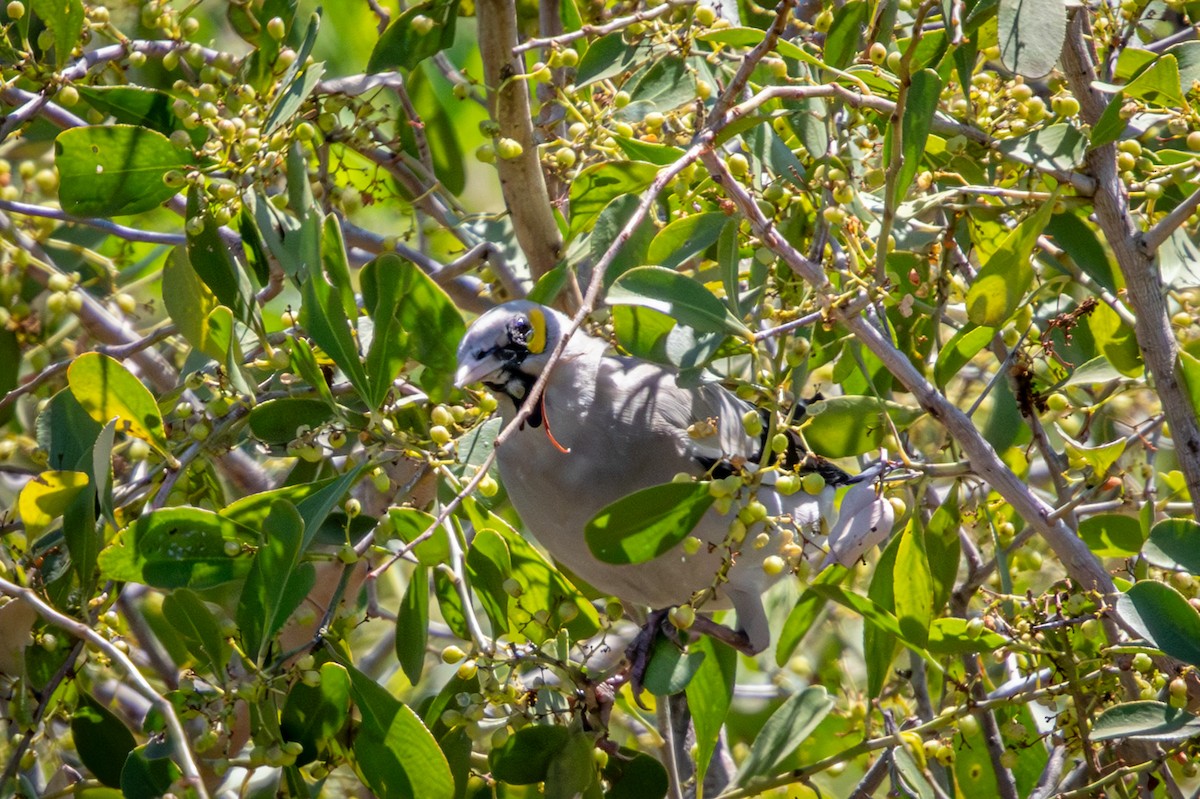 Wattled Starling - ML645759469