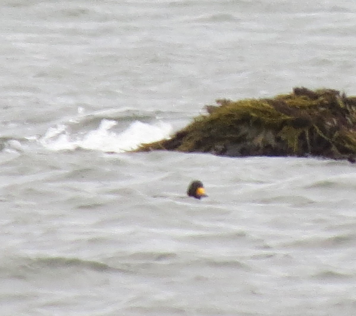 amerikasvartand - ML645759474