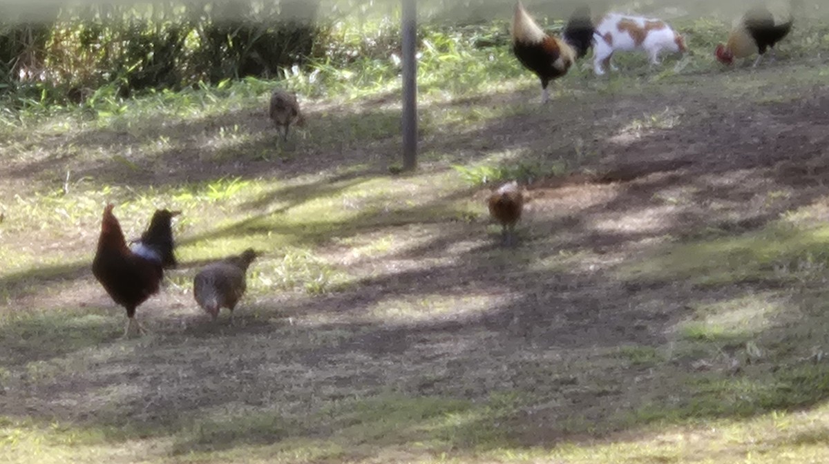 Red Junglefowl (Domestic type) - ML645759476