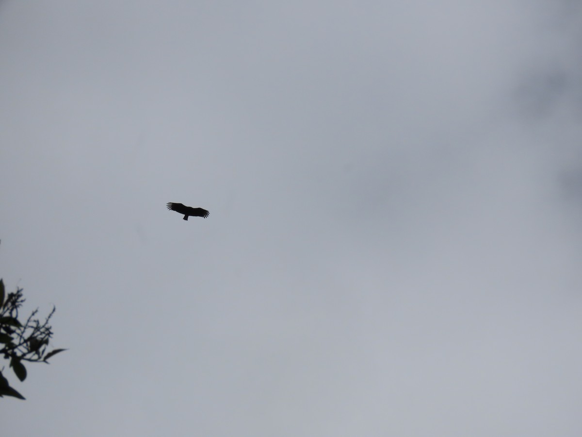 Катарта чорна - ML645759481