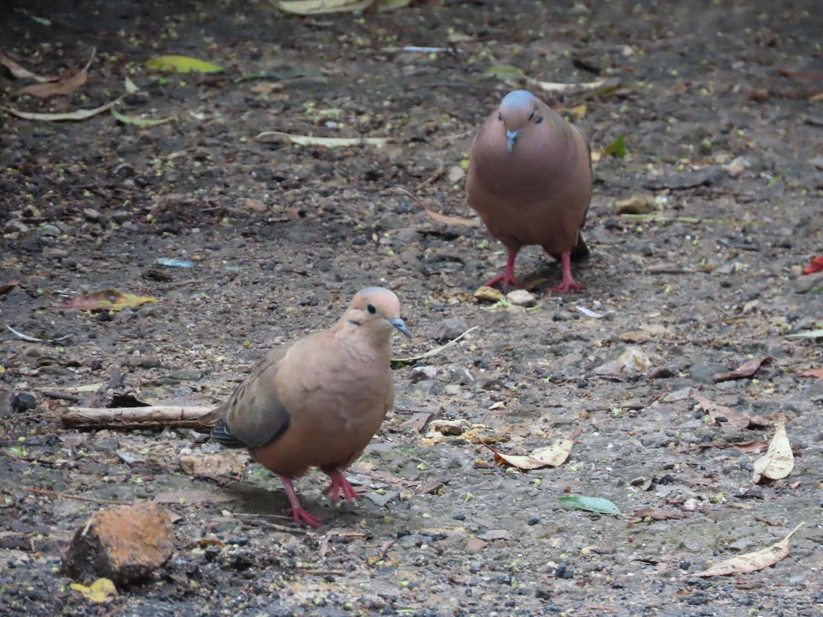 Eared Dove - ML645759485