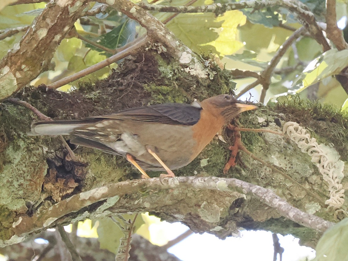 Rufous-collared Robin - ML645759491