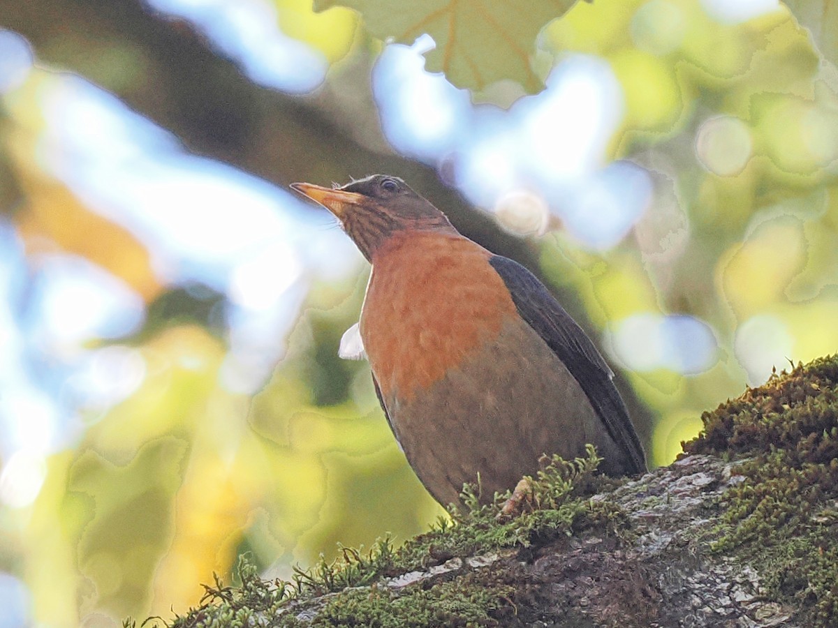 Rufous-collared Robin - ML645759492