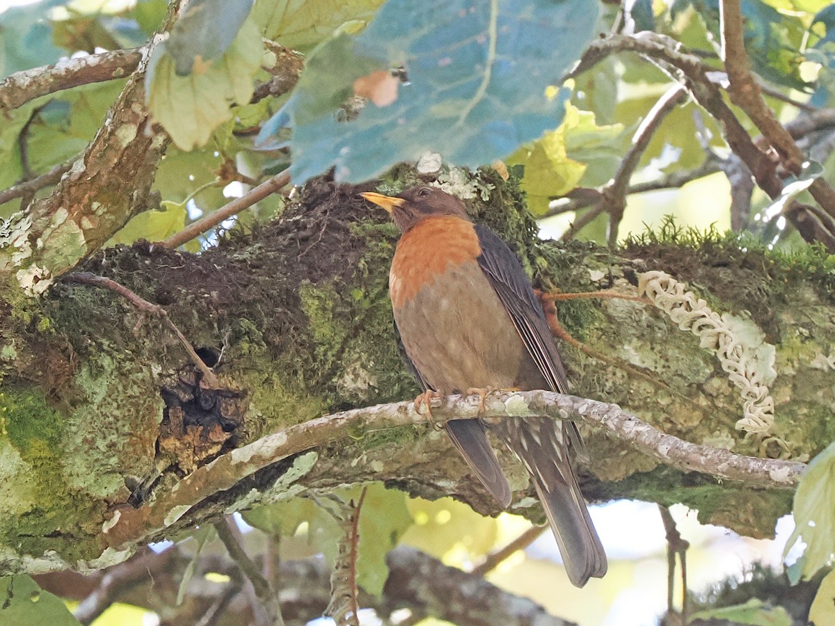 Rufous-collared Robin - ML645759493