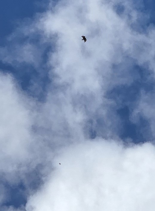 káně havajská - ML645759512