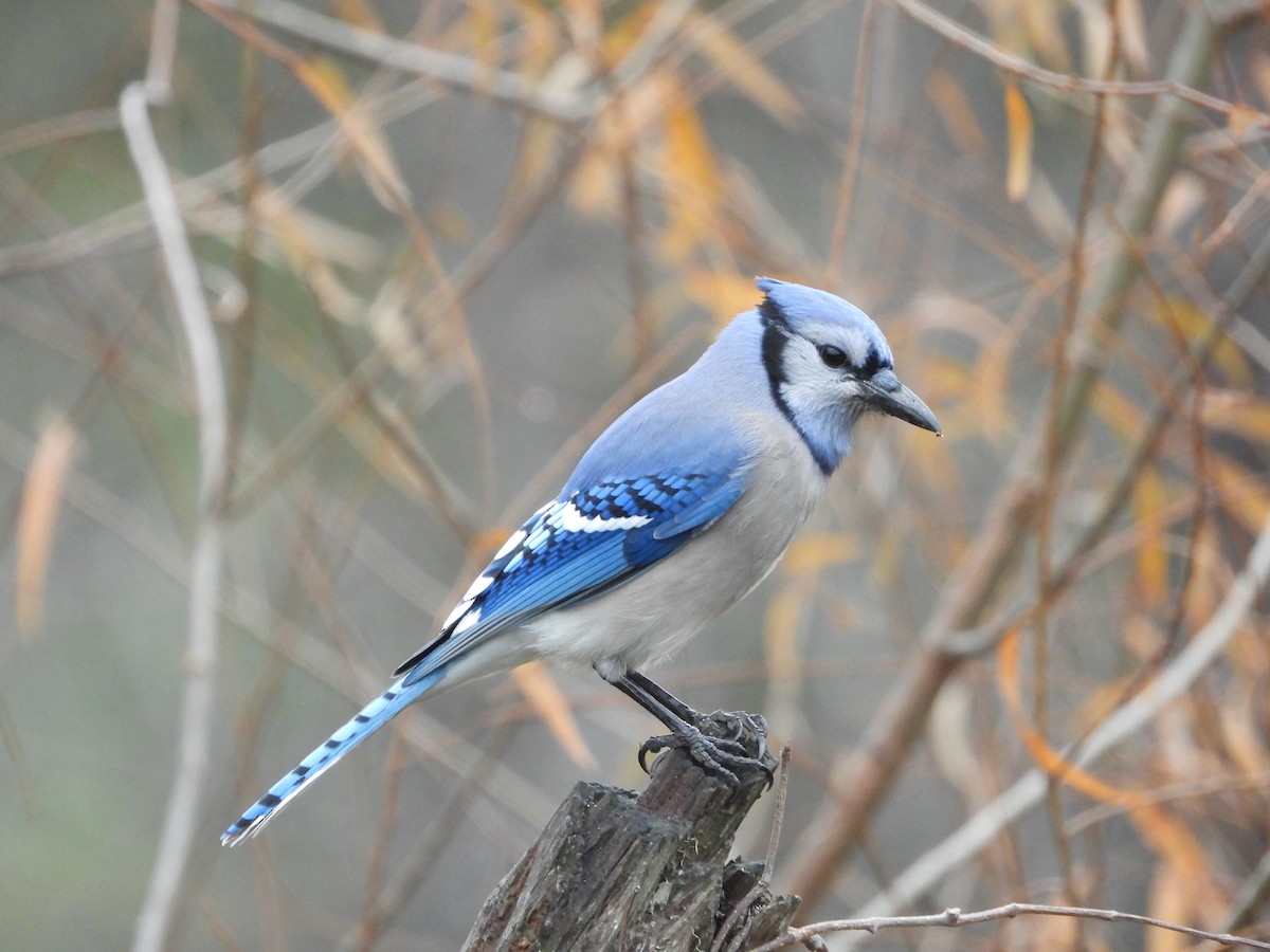 Blue Jay - ML645759515
