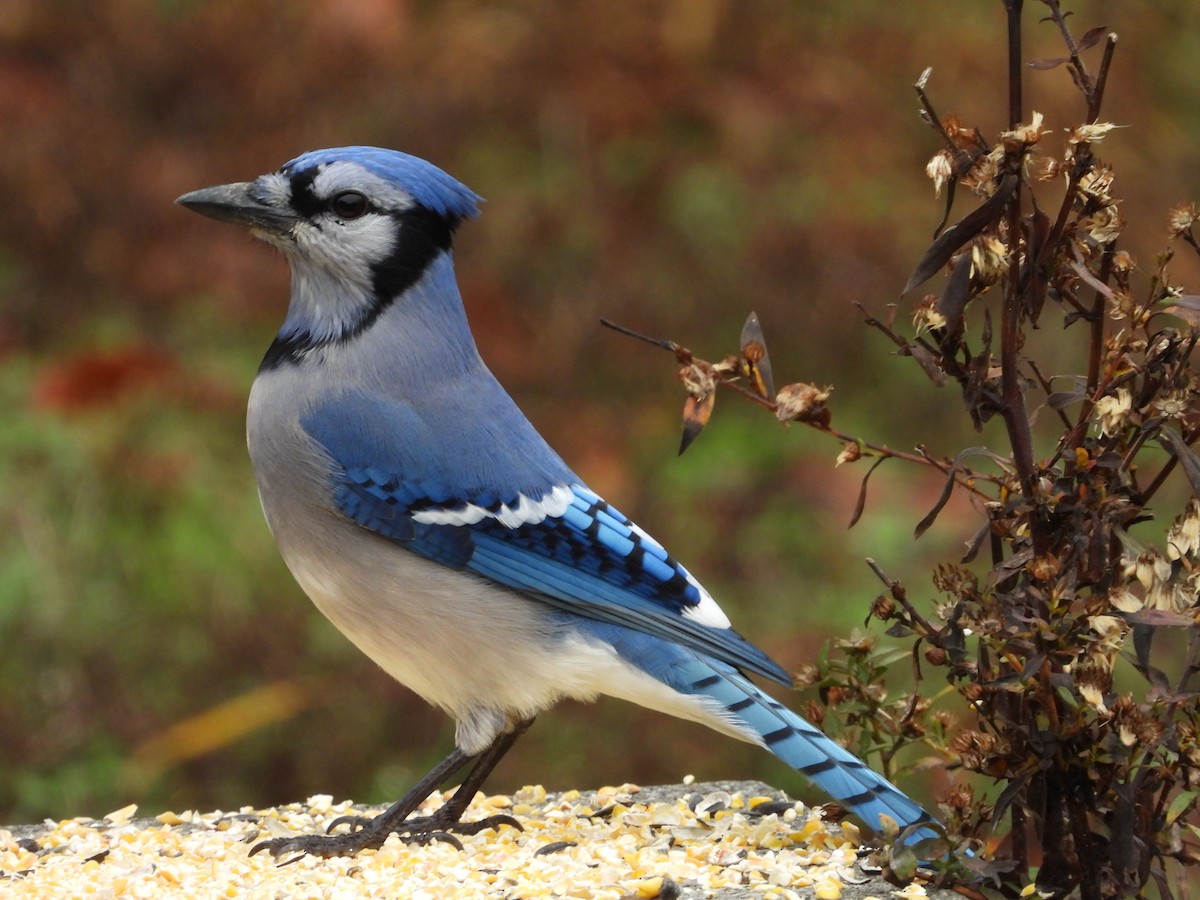 Blue Jay - ML645759516