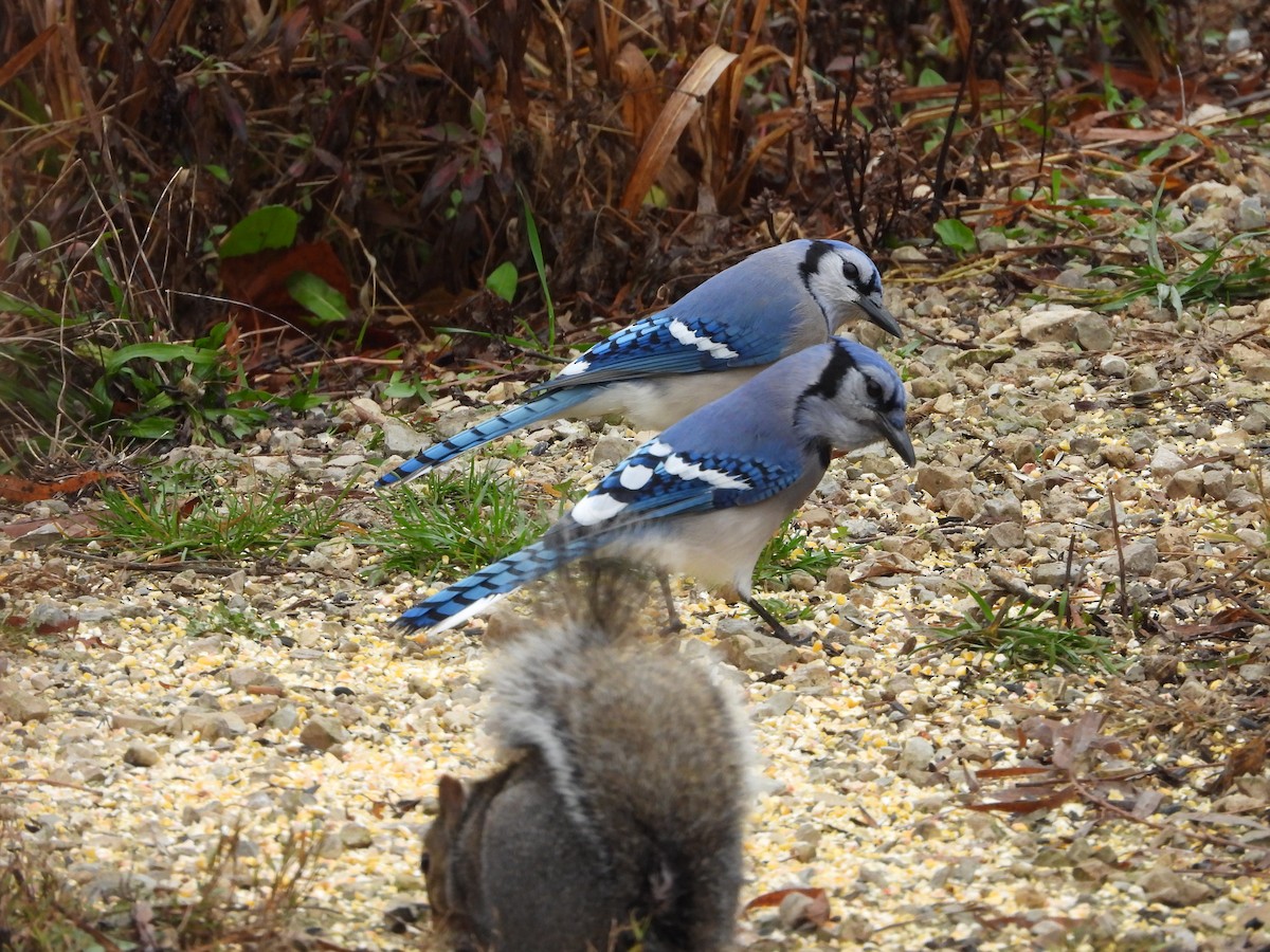 Blue Jay - ML645759517