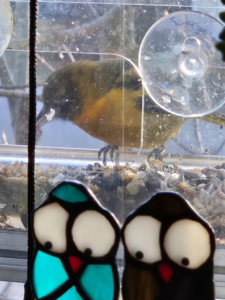 lundtrupial - ML645759519