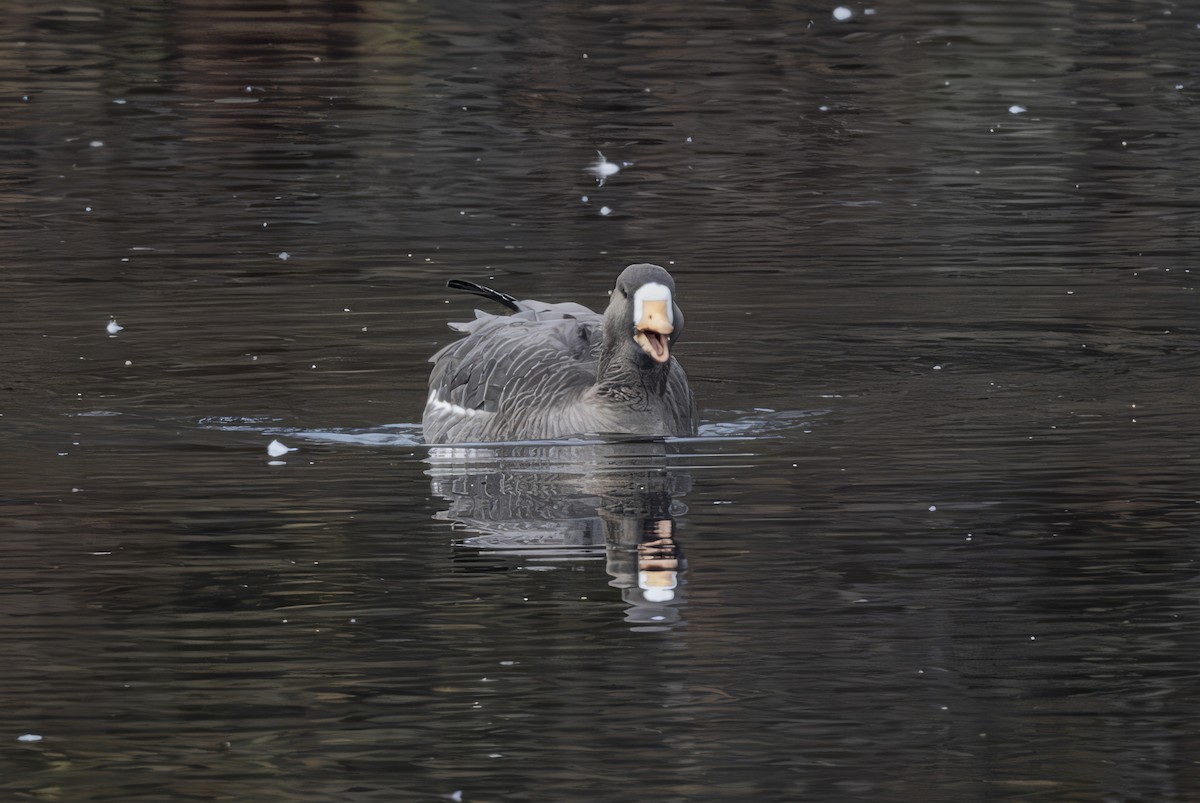 白額雁 - ML645759523