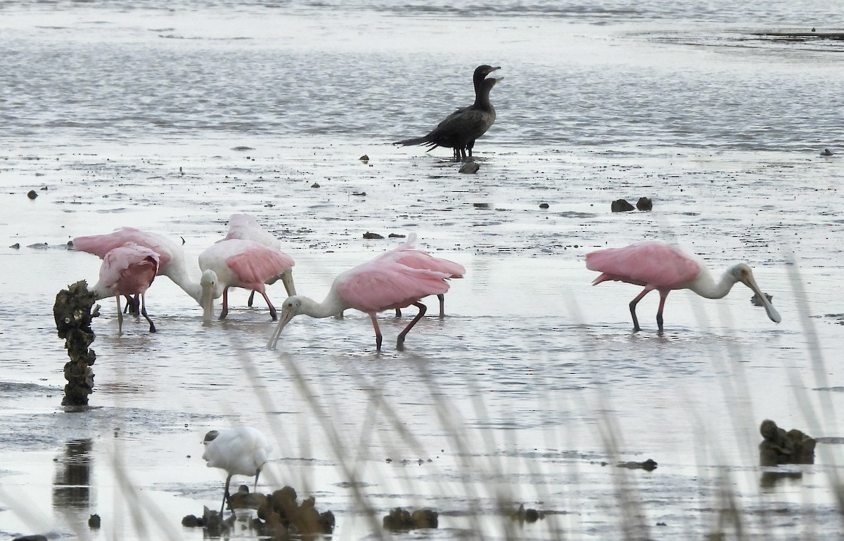 Roseate Spoonbill - ML645759524