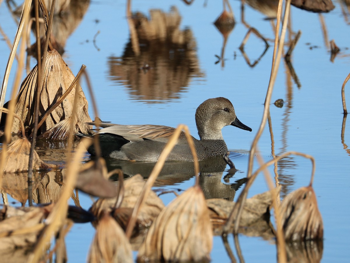 Серая утка - ML645759525