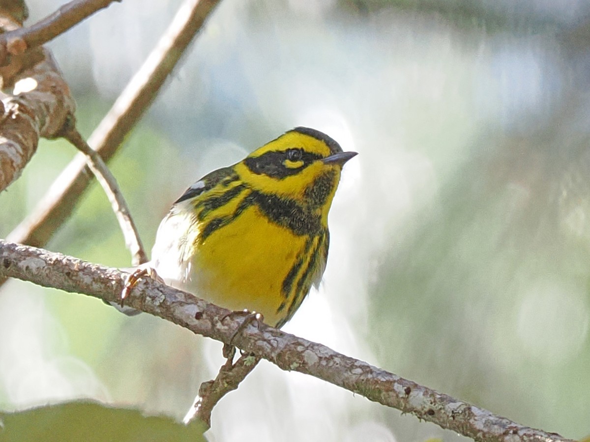 Townsend's Warbler - ML645759531
