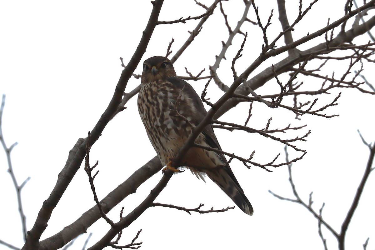 Merlin - ML645759538