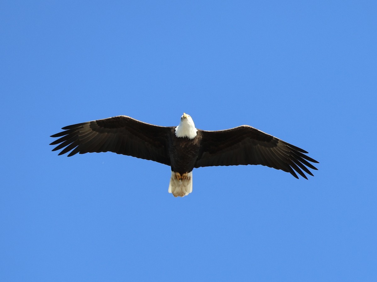Bald Eagle - ML645759561