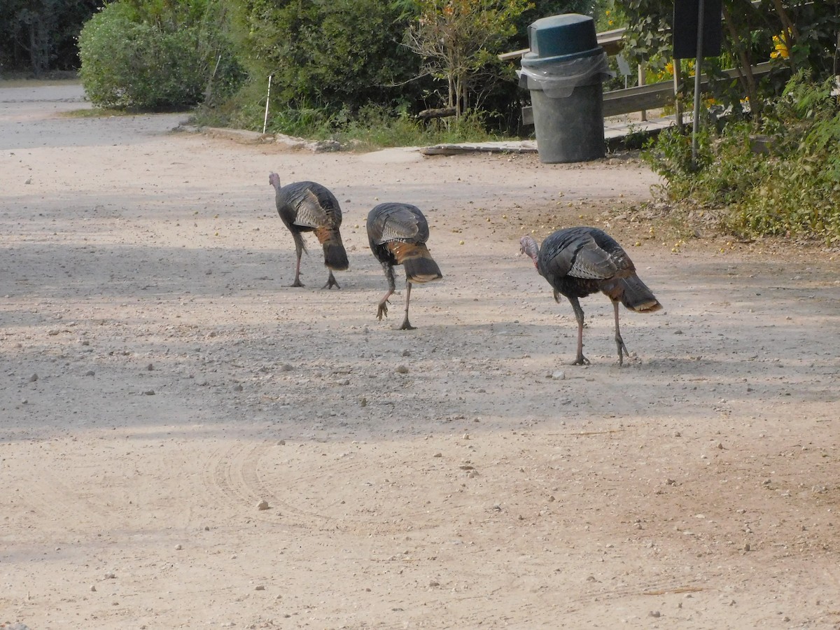 Wild Turkey - ML645759565